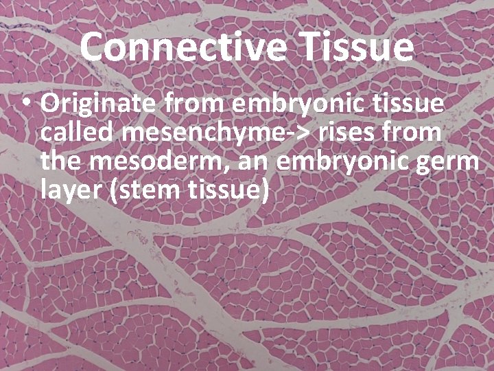 Connective Tissue • Originate from embryonic tissue called mesenchyme-> rises from the mesoderm, an