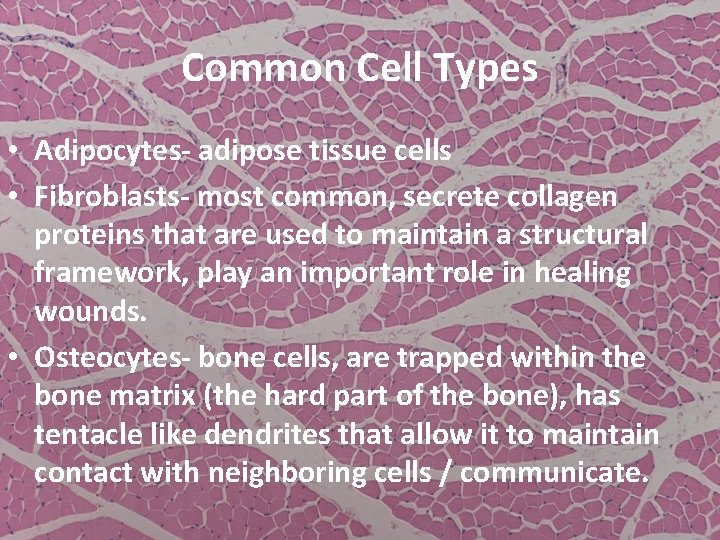 Common Cell Types • Adipocytes- adipose tissue cells • Fibroblasts- most common, secrete collagen