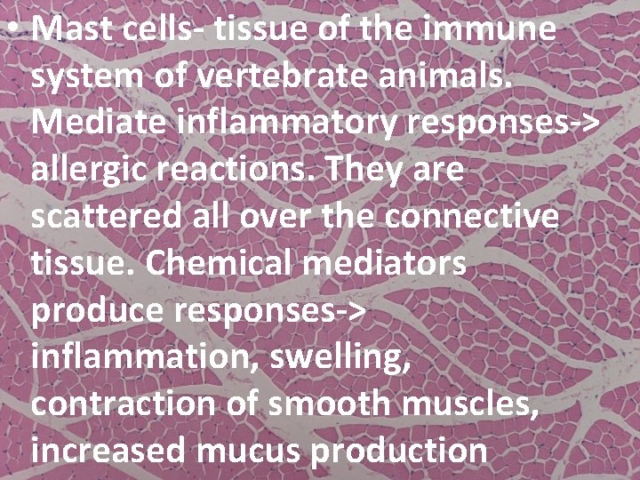  • Mast cells- tissue of the immune system of vertebrate animals. Mediate inflammatory