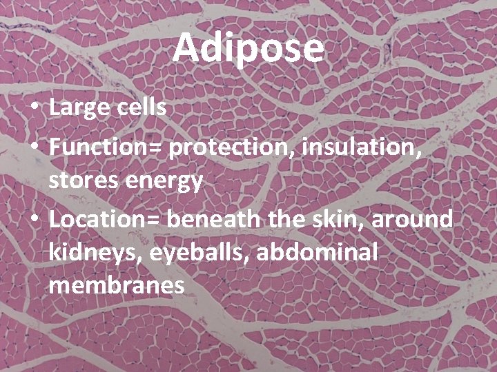 Adipose • Large cells • Function= protection, insulation, stores energy • Location= beneath the