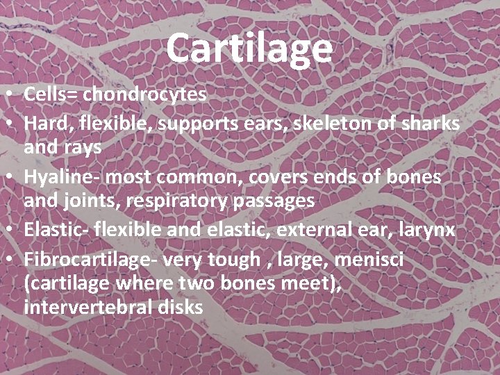 Cartilage • Cells= chondrocytes • Hard, flexible, supports ears, skeleton of sharks and rays