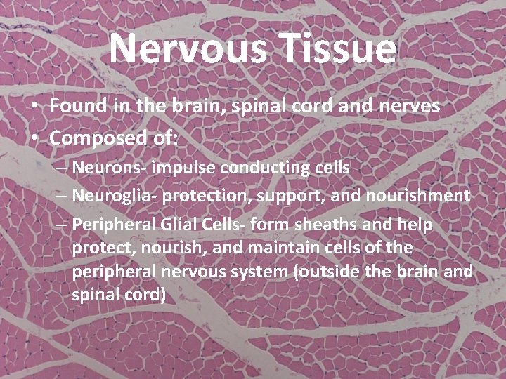 Nervous Tissue • Found in the brain, spinal cord and nerves • Composed of: