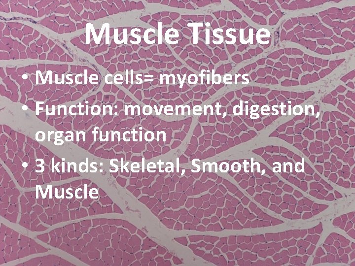 Muscle Tissue • Muscle cells= myofibers • Function: movement, digestion, organ function • 3