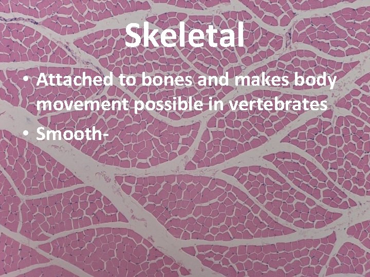 Skeletal • Attached to bones and makes body movement possible in vertebrates • Smooth-