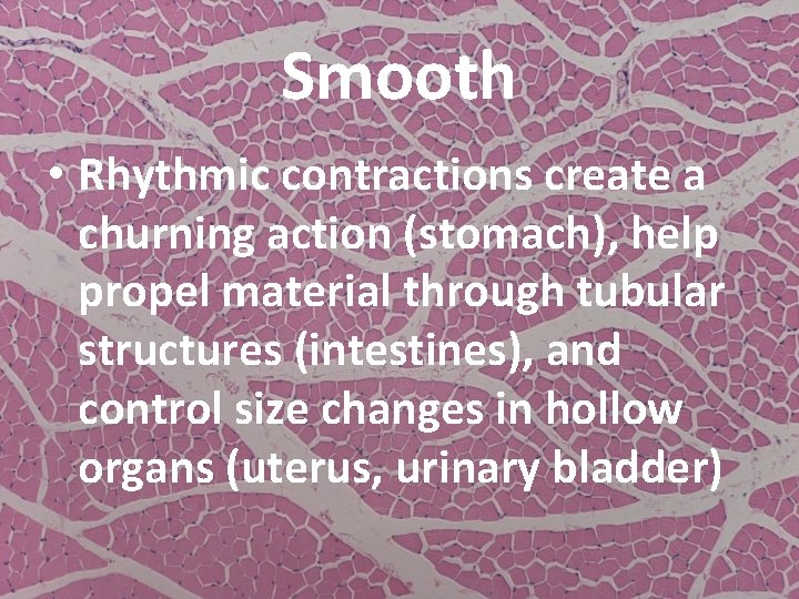 Smooth • Rhythmic contractions create a churning action (stomach), help propel material through tubular