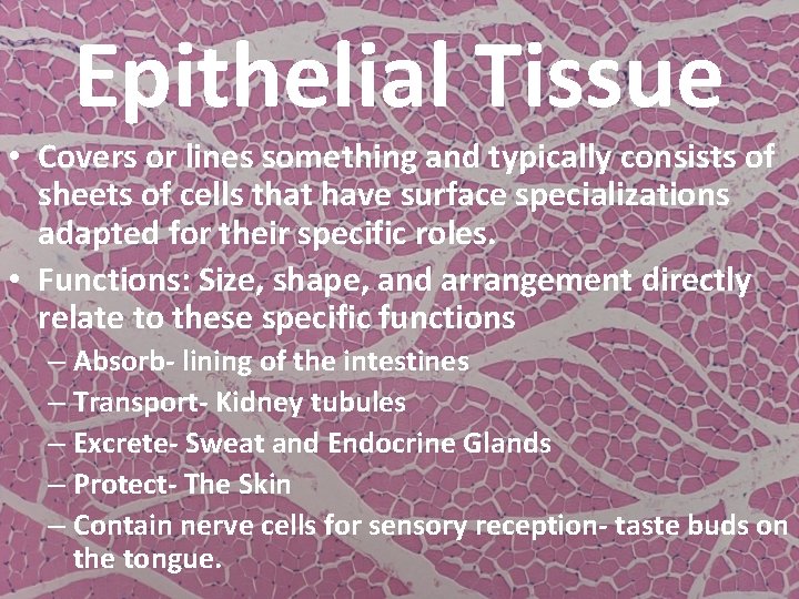 Epithelial Tissue • Covers or lines something and typically consists of sheets of cells