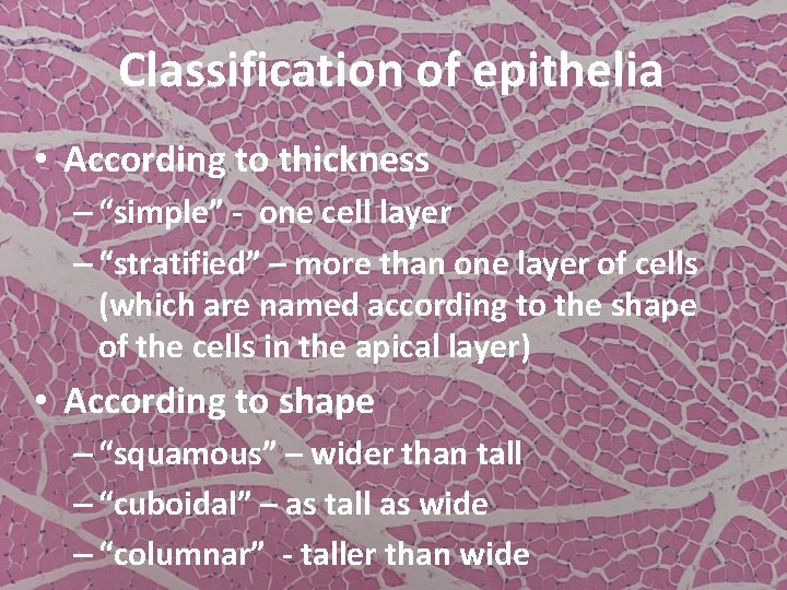 Classification of epithelia • According to thickness – “simple” - one cell layer –