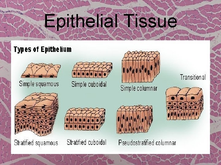 Epithelial Tissue 