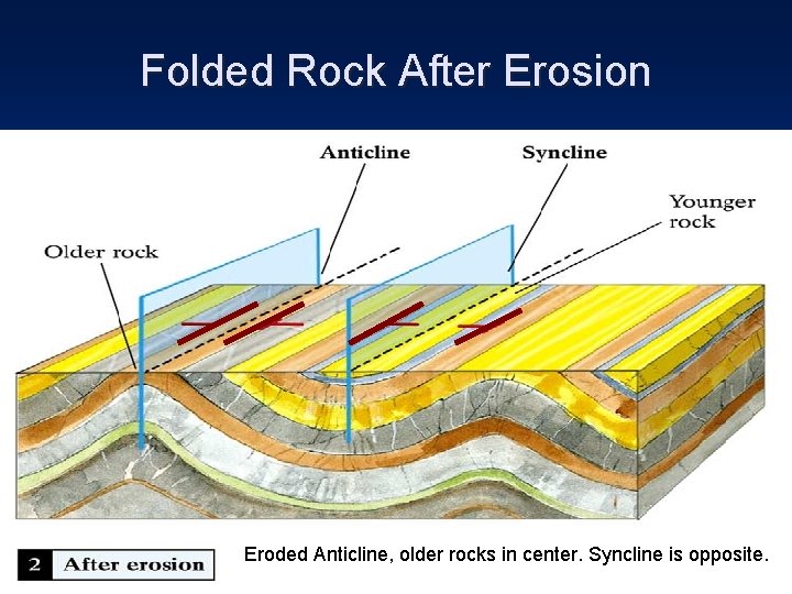 Folded Rock After Erosion Eroded Anticline, older rocks in center. Syncline is opposite. 