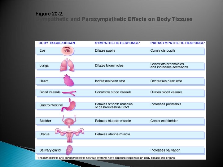 Figure 20 -2. Sympathetic and Parasympathetic Effects on Body Tissues 