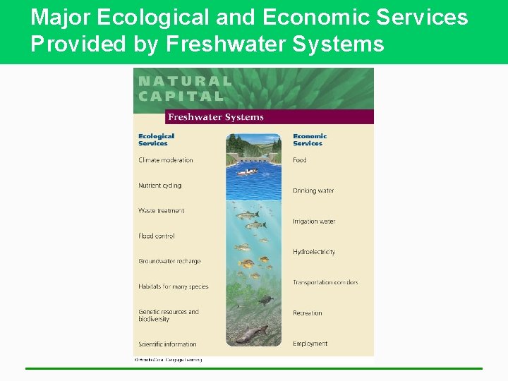 Major Ecological and Economic Services Provided by Freshwater Systems 