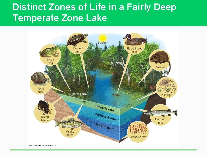 Distinct Zones of Life in a Fairly Deep Temperate Zone Lake 