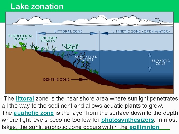 Lake zonation -The littoral zone is the near shore area where sunlight penetrates all