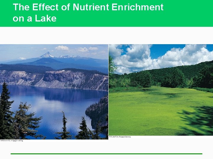 The Effect of Nutrient Enrichment on a Lake 