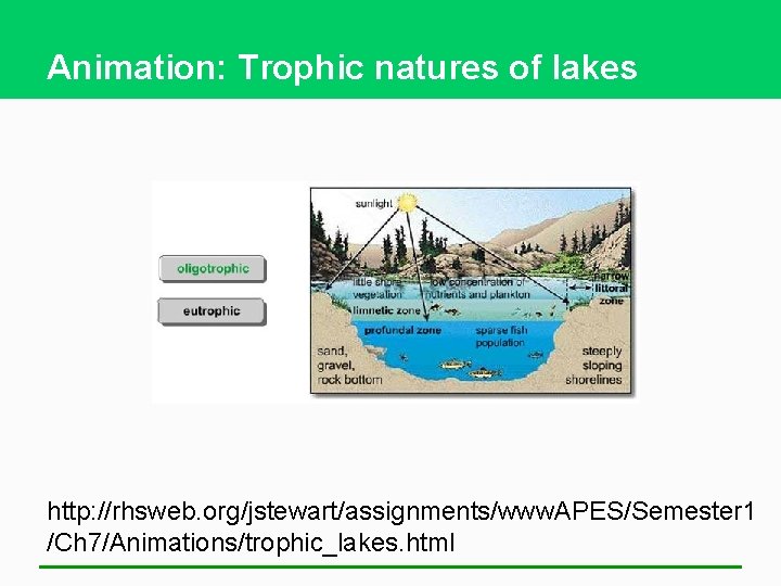Animation: Trophic natures of lakes http: //rhsweb. org/jstewart/assignments/www. APES/Semester 1 /Ch 7/Animations/trophic_lakes. html 