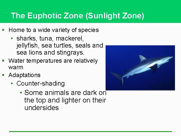 The Euphotic Zone (Sunlight Zone) § Home to a wide variety of species •