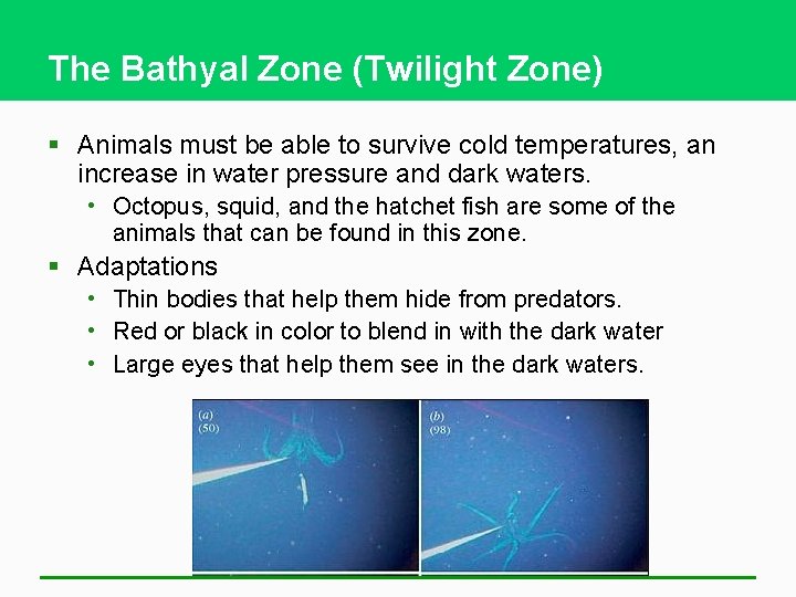 The Bathyal Zone (Twilight Zone) § Animals must be able to survive cold temperatures,