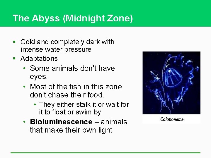 The Abyss (Midnight Zone) § Cold and completely dark with intense water pressure §