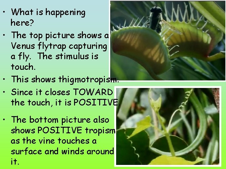  • What is happening here? • The top picture shows a Venus flytrap