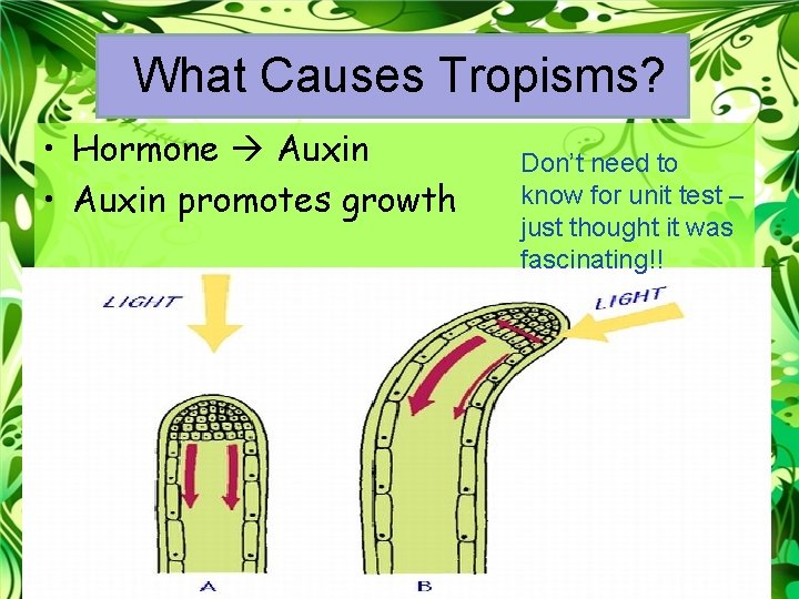 What Causes Tropisms? • Hormone Auxin • Auxin promotes growth Don’t need to know