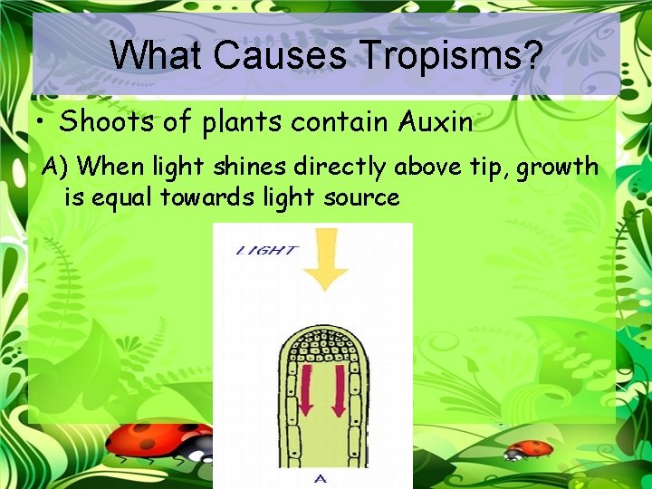 What Causes Tropisms? • Shoots of plants contain Auxin A) When light shines directly