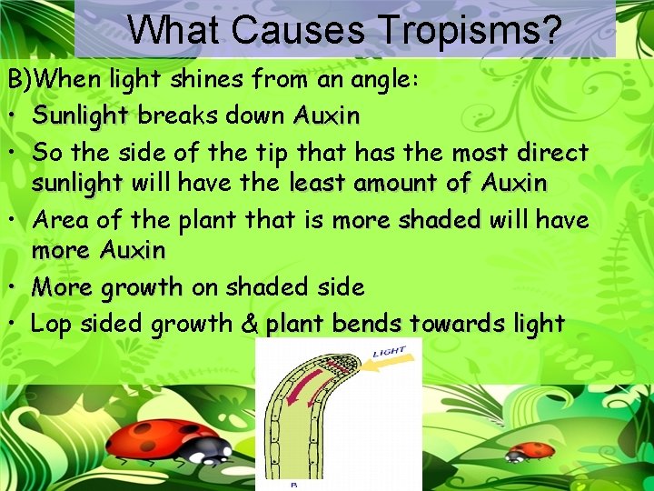 What Causes Tropisms? B)When light shines from an angle: • Sunlight breaks down Auxin