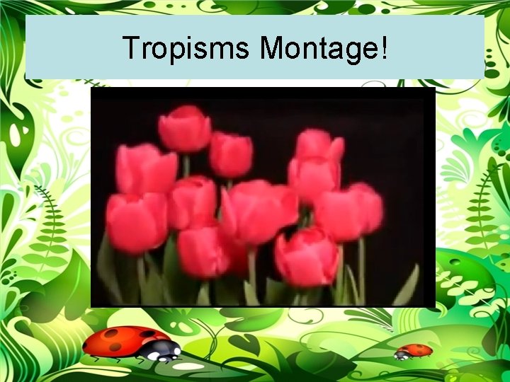 Tropisms Montage! 