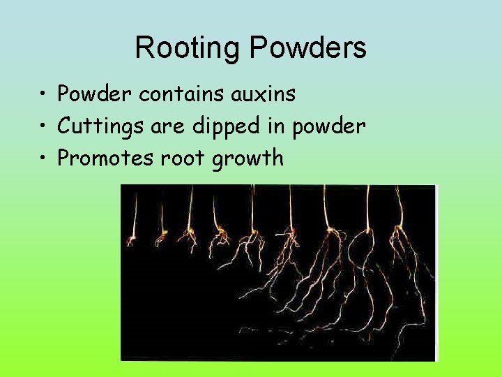Rooting Powders • Powder contains auxins • Cuttings are dipped in powder • Promotes