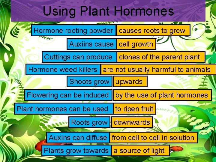Using Plant Hormones Hormone rooting powder causes roots to grow Auxiins cause cell growth