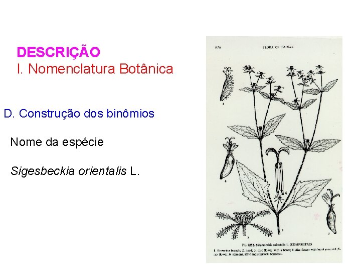 DESCRIÇÃO I. Nomenclatura Botânica D. Construção dos binômios Nome da espécie Sigesbeckia orientalis L.