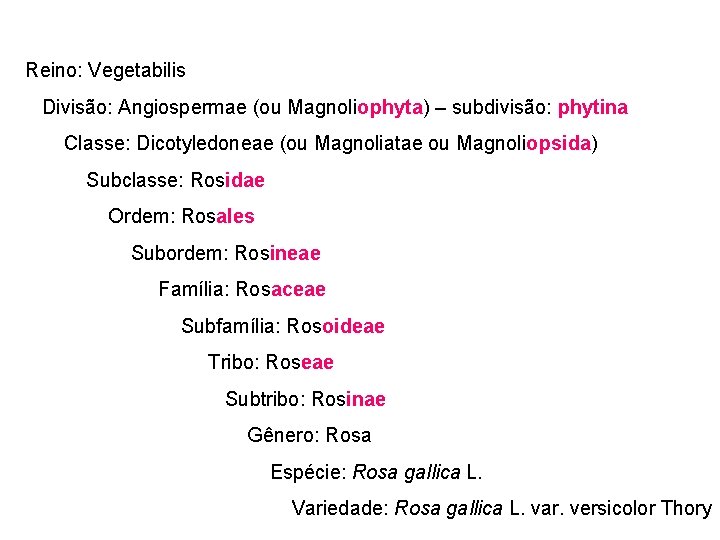 Reino: Vegetabilis Divisão: Angiospermae (ou Magnoliophyta) – subdivisão: phytina Classe: Dicotyledoneae (ou Magnoliatae ou