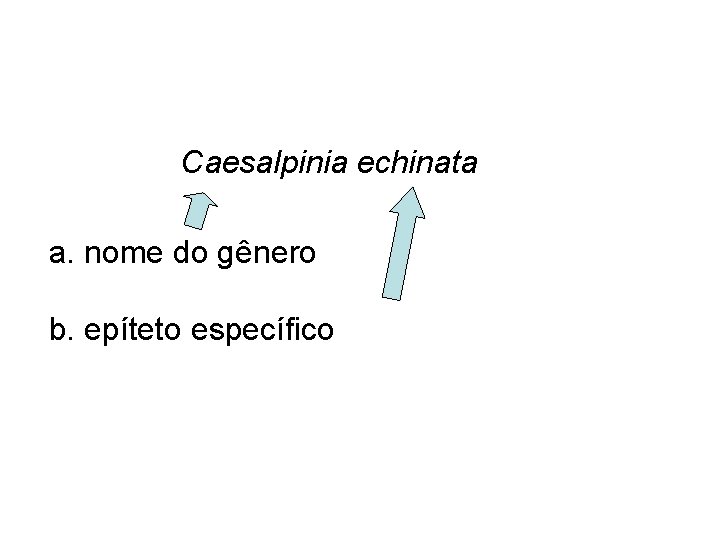 Caesalpinia echinata a. nome do gênero b. epíteto específico 
