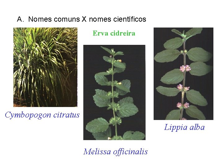 A. Nomes comuns X nomes científicos Erva cidreira Cymbopogon citratus Lippia alba Melissa officinalis