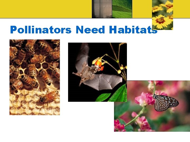 Pollinators Need Habitats 