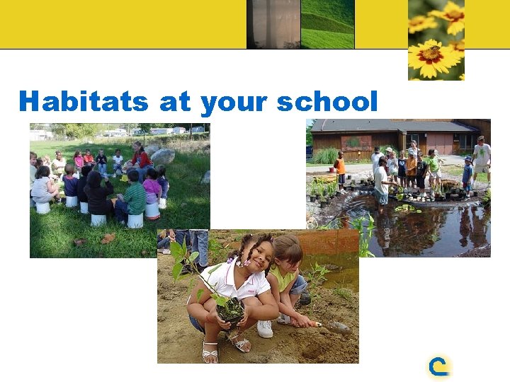 Habitats at your school 