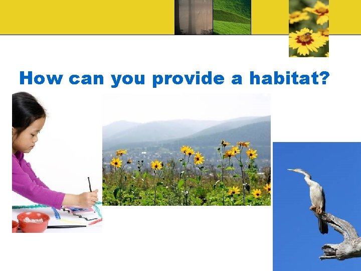 How can you provide a habitat? 