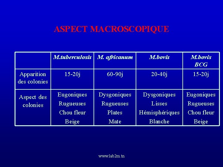 ASPECT MACROSCOPIQUE M. tuberculosis M. africanum M. bovis BCG Apparition des colonies 15 -20