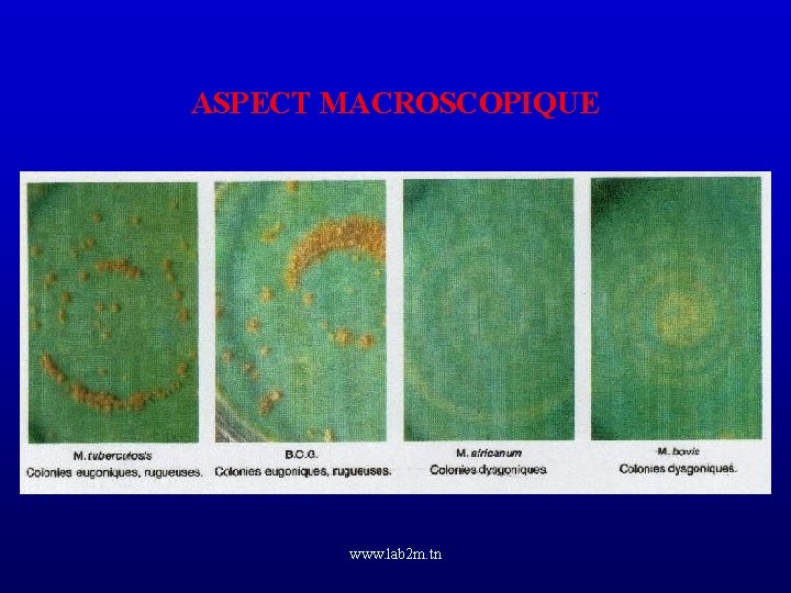 ASPECT MACROSCOPIQUE www. lab 2 m. tn 