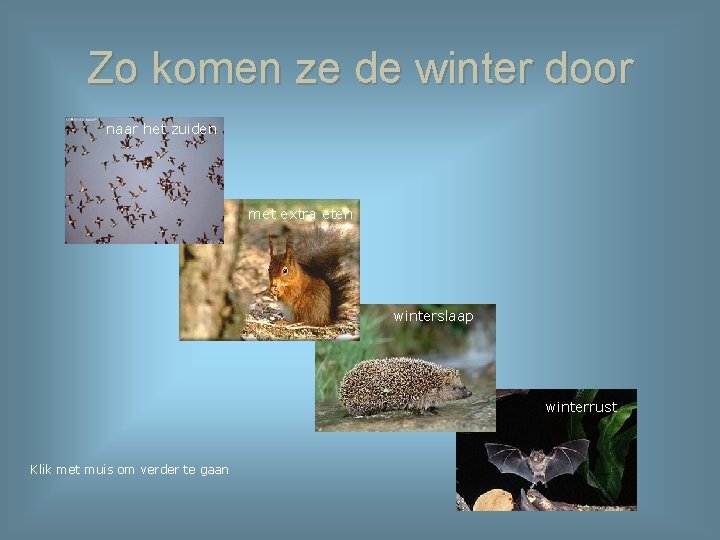 Zo komen ze de winter door naar het zuiden met extra eten winterslaap winterrust