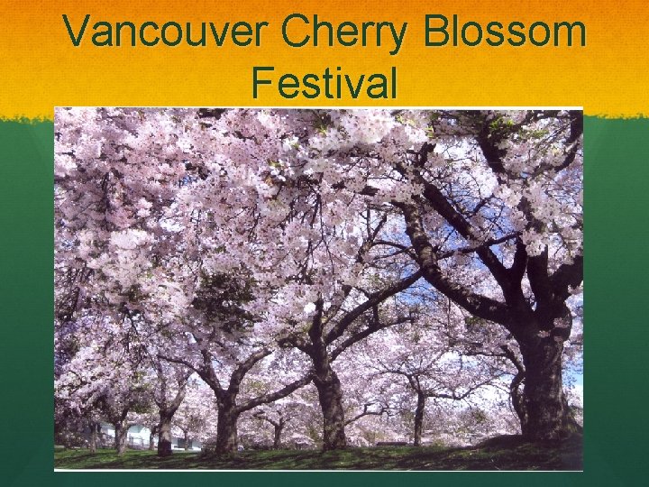 Vancouver Cherry Blossom Festival 