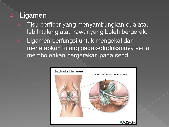 4. Ligamen › › Tisu berfiber yang menyambungkan dua atau lebih tulang atau rawanyang