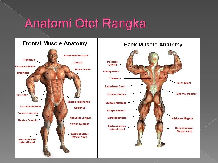 Anatomi Otot Rangka 