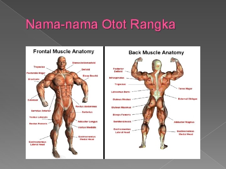 Nama-nama Otot Rangka 