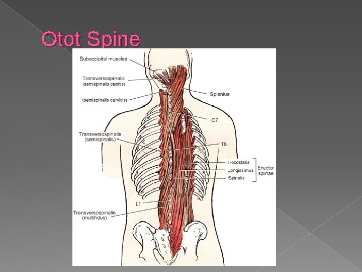 Otot Spine 