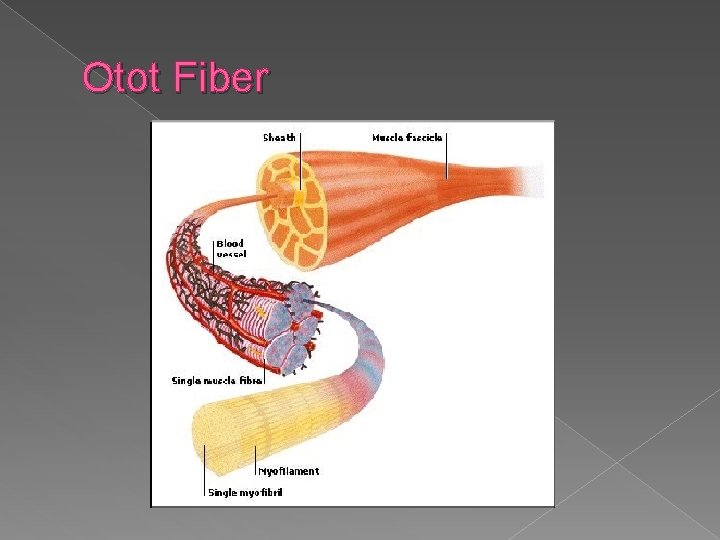 Otot Fiber 