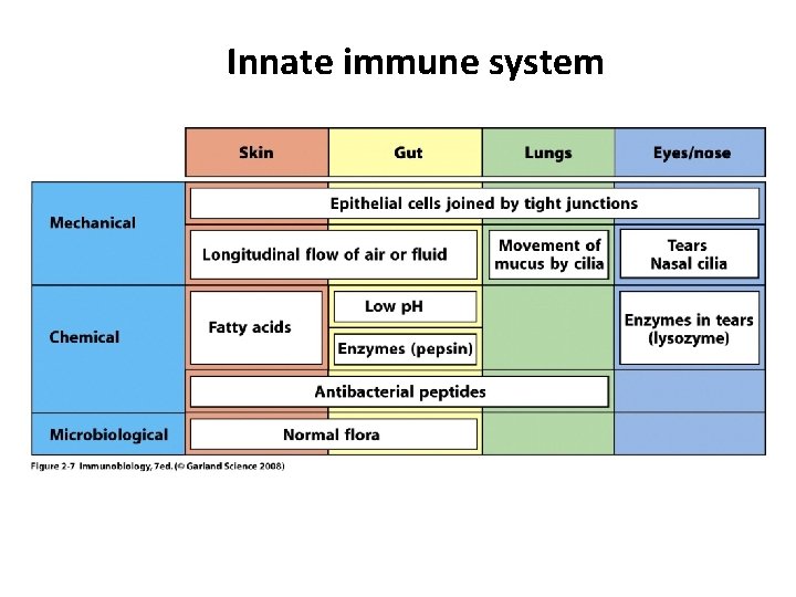 Innate immune system 