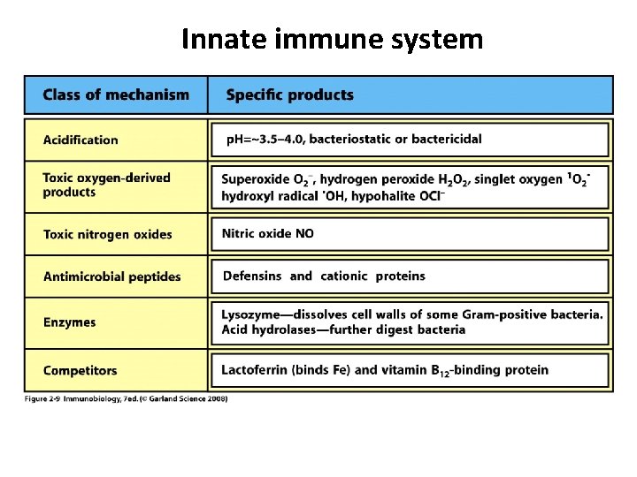 Innate immune system 