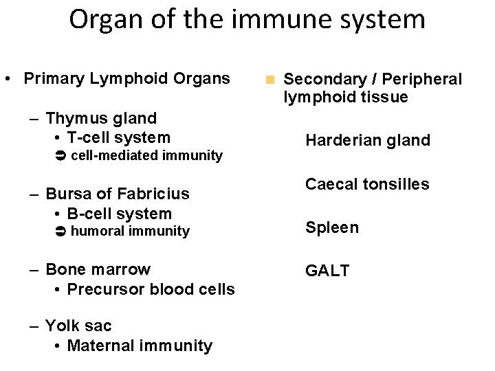 Organ of the immune system • Primary Lymphoid Organs – Thymus gland • T-cell