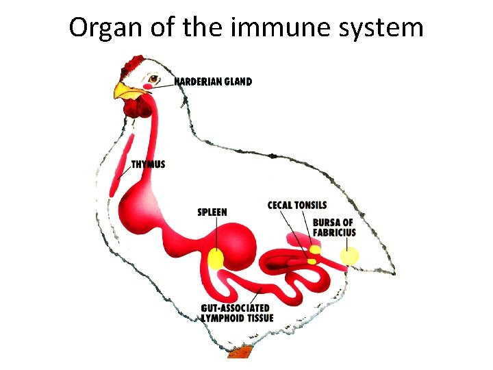 Organ of the immune system 