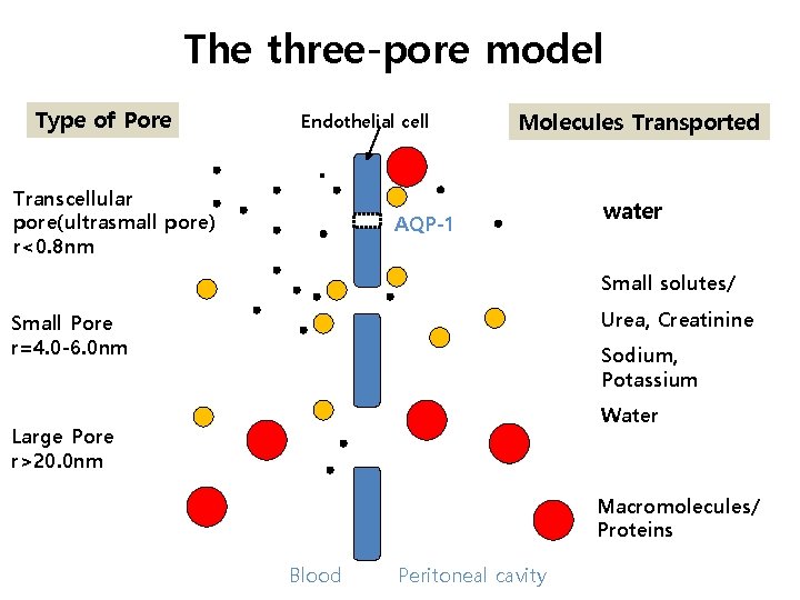 The three-pore model Type of Pore Endothelial cell Transcellular pore(ultrasmall pore) r<0. 8 nm